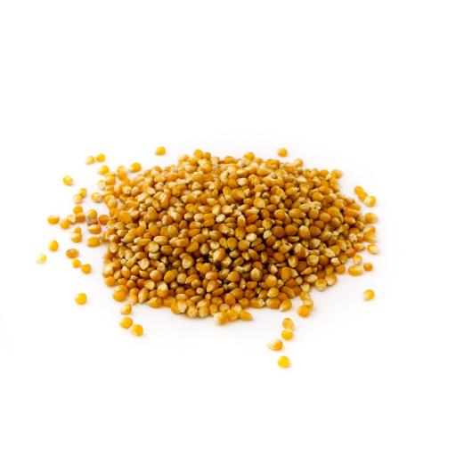 Maïs bio pour popcorn